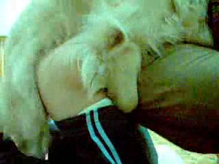 Dog pov fuck woman crazy show cam