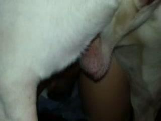 Bitch slut fucking her dog orgy