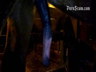 Horse Porn Fucking Girl Seduce