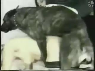 Girl slut showing cam sex with dog