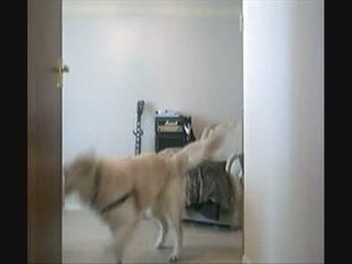 Dog fucking crazy a girl on cam - Sex dog videos