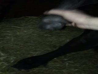 Horse Fucking Cook show porn Part 1