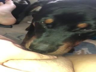 Puppy eats pussy