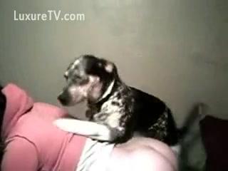 So Cute Babe Dog Fuck Litte Girl