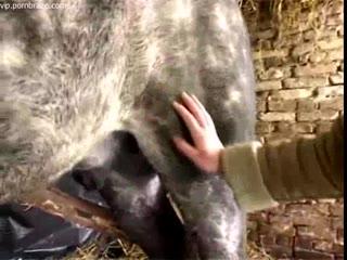 Horse Porn - Old whore Rape Horse