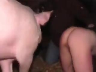 Pink pig fuck girl in pussy with dick