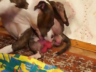 Astonishing zoophile loves her doggy